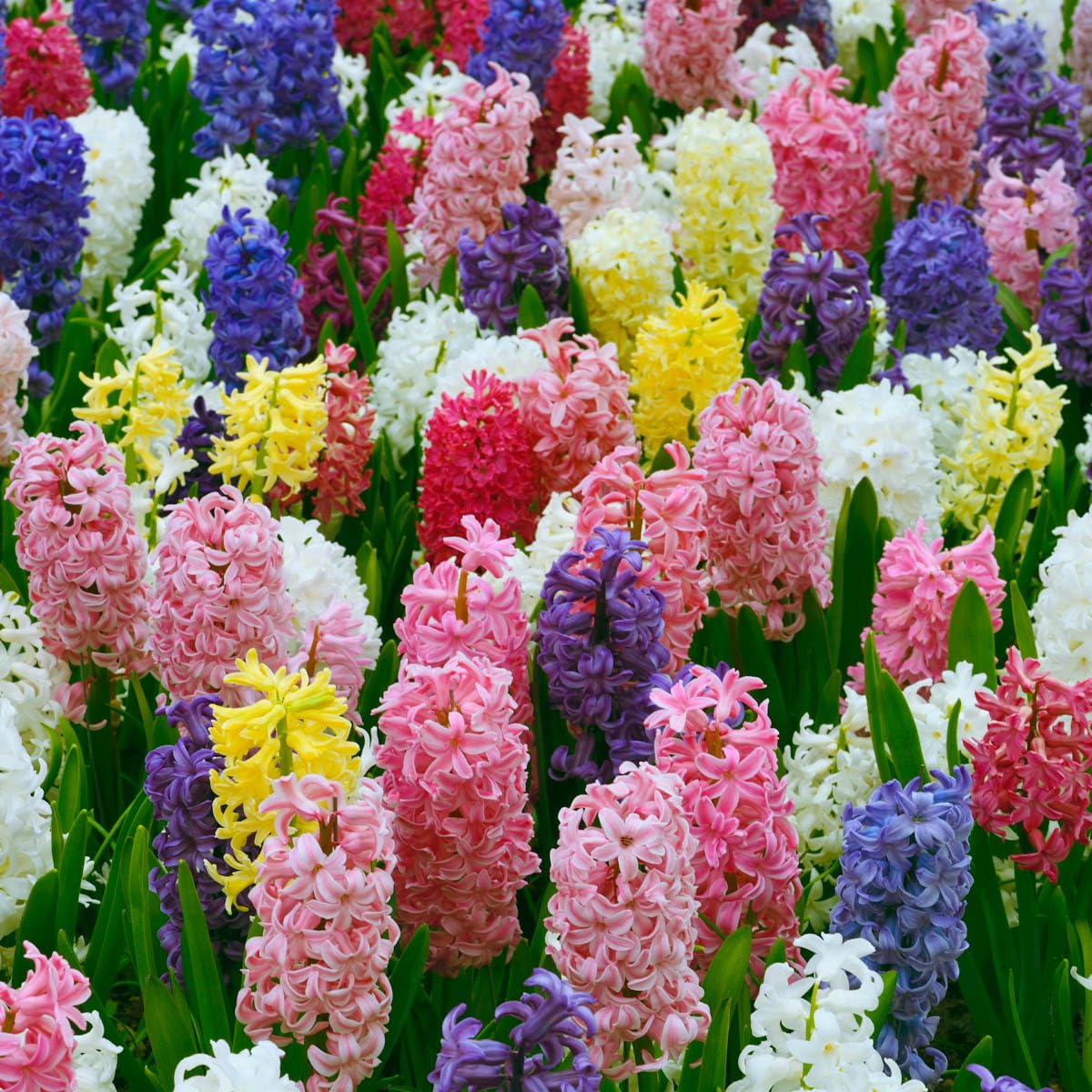 BRECK'S - Hyacinth Multicolored Mixture Dormant Spring Flowering Bulbs - Each Offer Includes 25 Bulbs