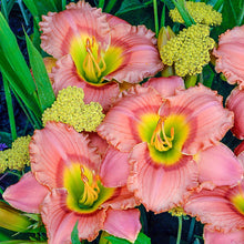 Load image into Gallery viewer, BRECK&#39;S - Elegant Candy Daylily (Hemerocallis) Dormant Bare Root Summer Flowering Perennial, One Plant per Offer
