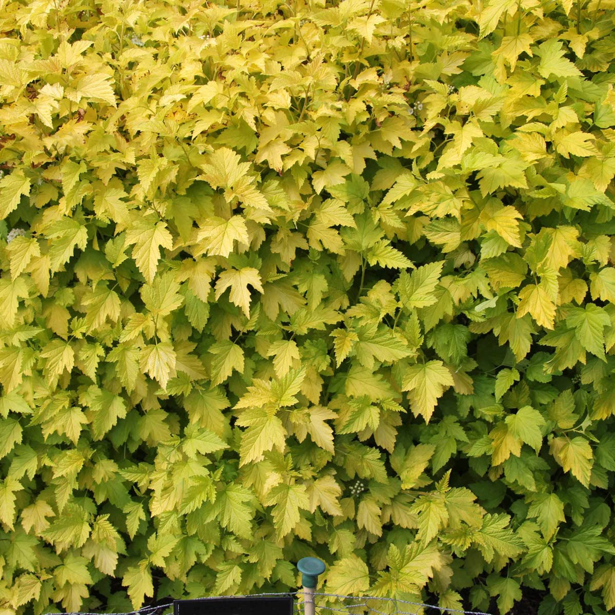 BRECK'S - Golden Ninebark Flowering Shrub - One Plant Grown in a 4 inch Pot per Offer