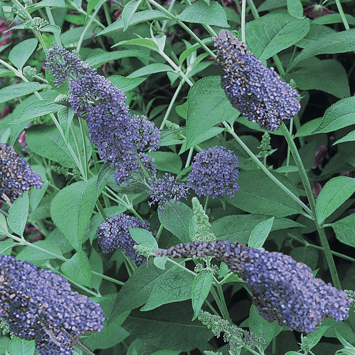 BRECK'S - Blue Butterfly Bush (Buddleia), Blue Flowering Deciduous Plant - includes one plant grown in a 4 inch pot