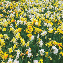 Load image into Gallery viewer, BRECK&#39;S - 3 Months of Daffodils Bulb Mixture - Ensure a wonderful display of color all spring long - includes 25 bulbs per offer
