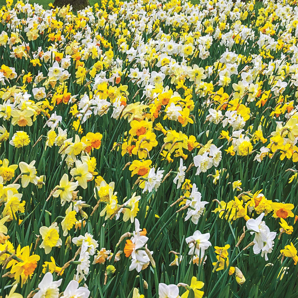 BRECK'S - 3 Months of Daffodils Bulb Mixture - Ensure a wonderful display of color all spring long - includes 25 bulbs per offer