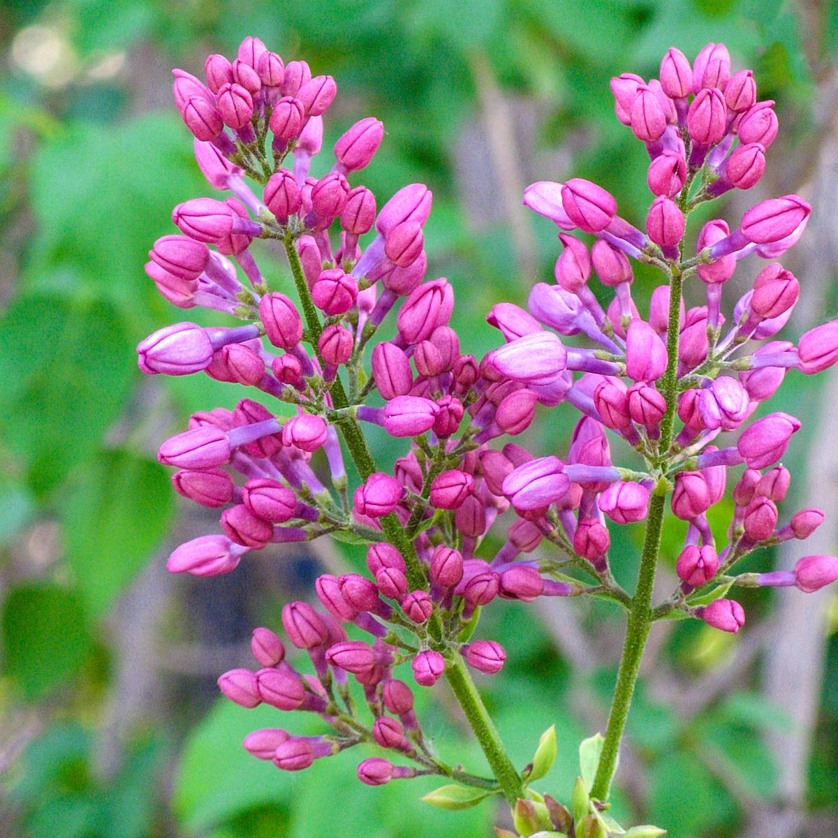 BRECK'S Rosie Beach Party Lilac Starter Shrub, Grown in a 4 inch Pot