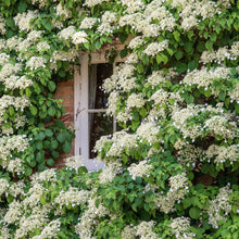 Load image into Gallery viewer, BRECK&#39;S Petiolaris Climbing Hydrangea, Deciduous Flowering Vine Grown in a 4 inch Pot, One Plant per Offer
