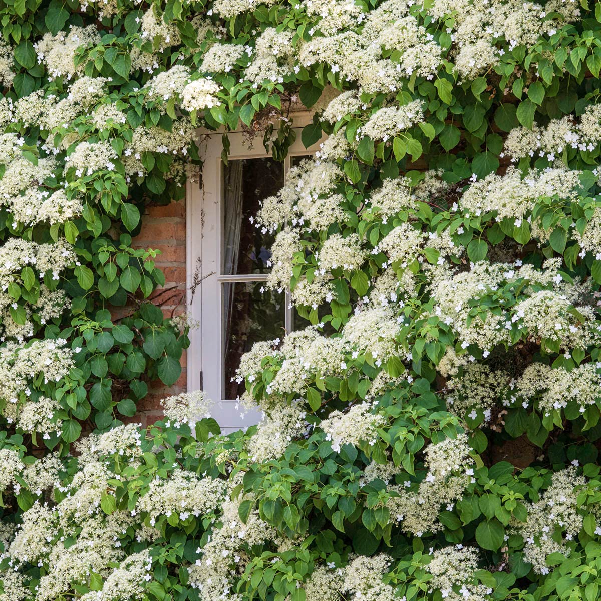 BRECK'S Petiolaris Climbing Hydrangea, Deciduous Flowering Vine Grown in a 4 inch Pot, One Plant per Offer