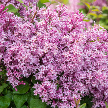 Load image into Gallery viewer, BRECK&#39;S - Be Right Back Reblooming Lilac - A New rebloomer You Have to Try - One Plant Grown in a 4 inch Pot per Offer
