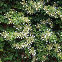 Load image into Gallery viewer, BRECK&#39;S Petiolaris Climbing Hydrangea, Deciduous Flowering Vine Grown in a 4 inch Pot, One Plant per Offer
