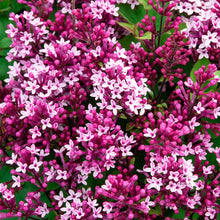 Load image into Gallery viewer, BRECK&#39;S - Be Right Back Reblooming Lilac - A New rebloomer You Have to Try - One Plant Grown in a 4 inch Pot per Offer
