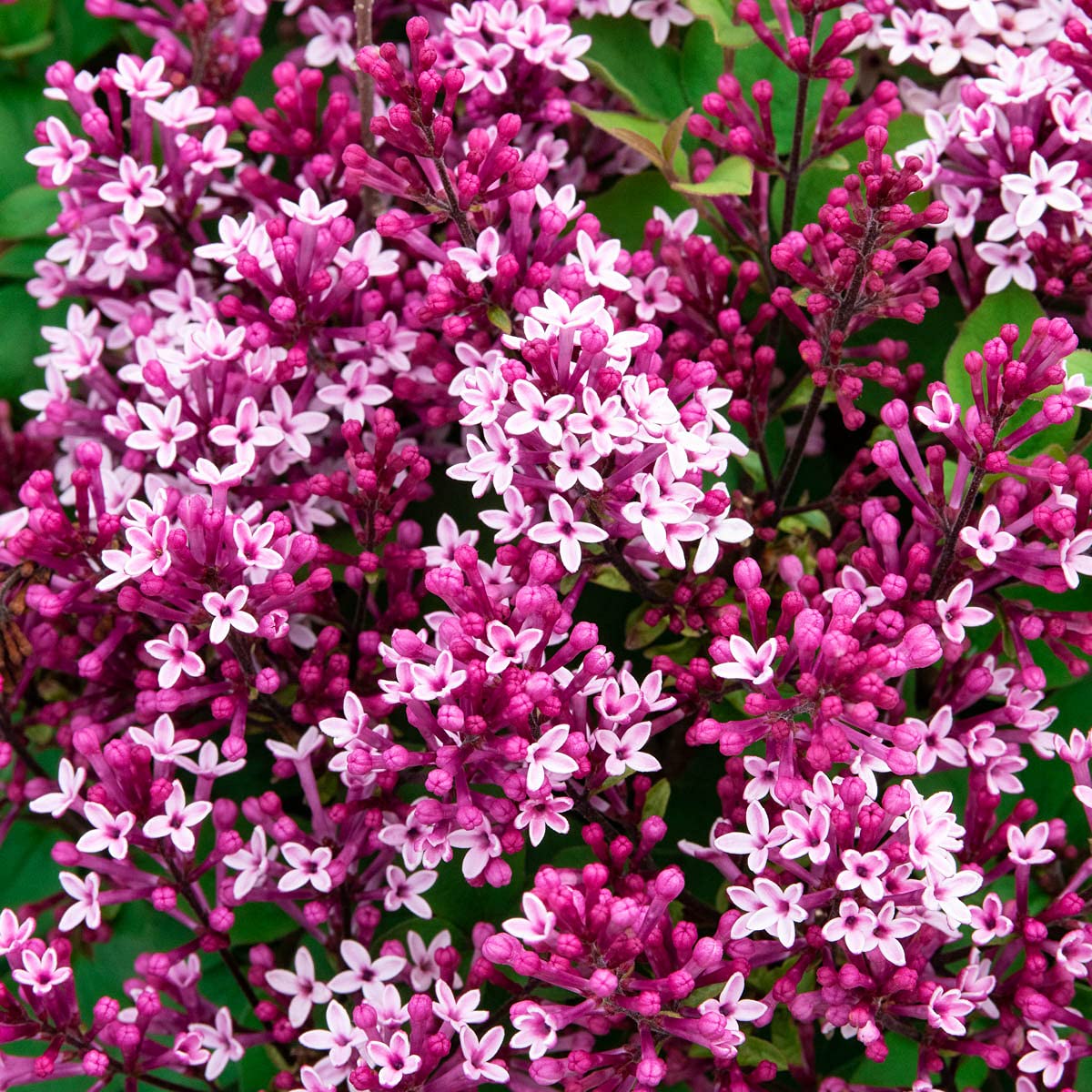 BRECK'S - Be Right Back Reblooming Lilac - A New rebloomer You Have to Try - One Plant Grown in a 4 inch Pot per Offer