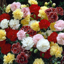 Load image into Gallery viewer, BRECK&#39;S - Fragrant Carnation Mixture, Dormant Flowering Bare Root Perennial Plants, Each Offer Includes 5 Plant Roots per Offer
