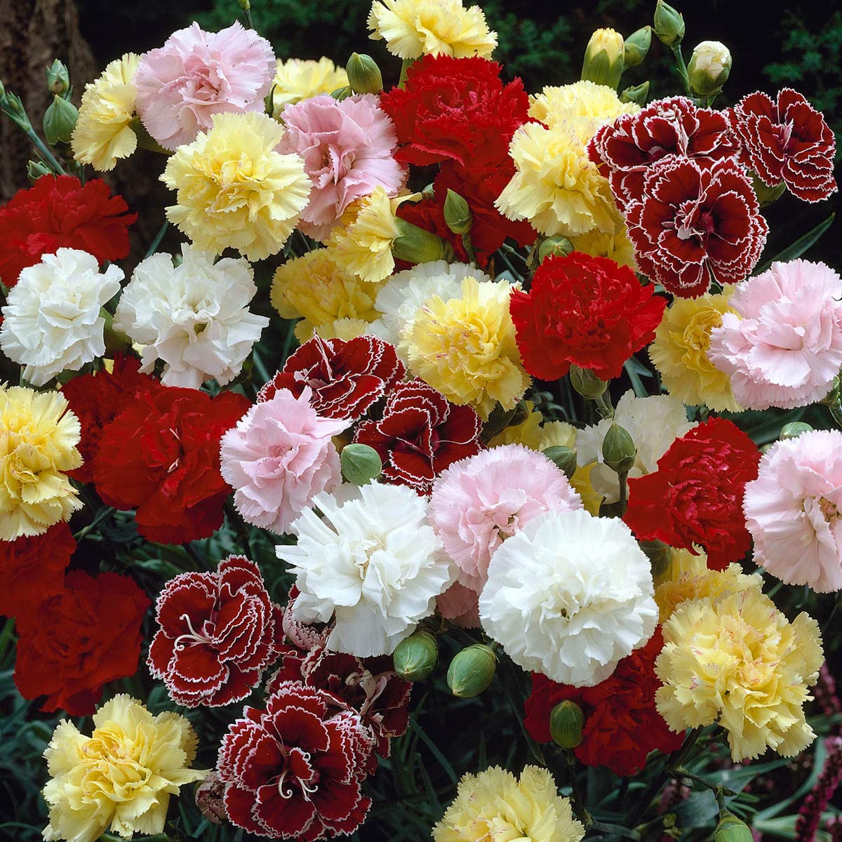 BRECK'S - Fragrant Carnation Mixture, Dormant Flowering Bare Root Perennial Plants, Each Offer Includes 5 Plant Roots per Offer