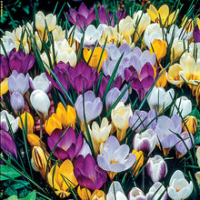 Load image into Gallery viewer, BRECK&#39;S - Species Crocus Multicolored Mixture Dormant Spring Flowering Bulbs - Each Offer Includes 100 Bulbs
