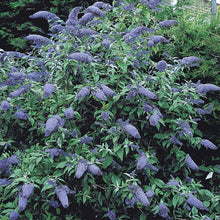 Load image into Gallery viewer, BRECK&#39;S - Blue Butterfly Bush (Buddleia), Blue Flowering Deciduous Plant - includes one plant grown in a 4 inch pot
